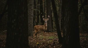 How to Choose the Best Hunting Stand Tower for Your Next Adventure 20 A Deer Stands Alert In A Forest Illustrating The Importance Of Concealment From A Hunting Stand